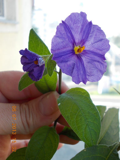 8 iulie 2013-flori 109 - solanum rantonettii