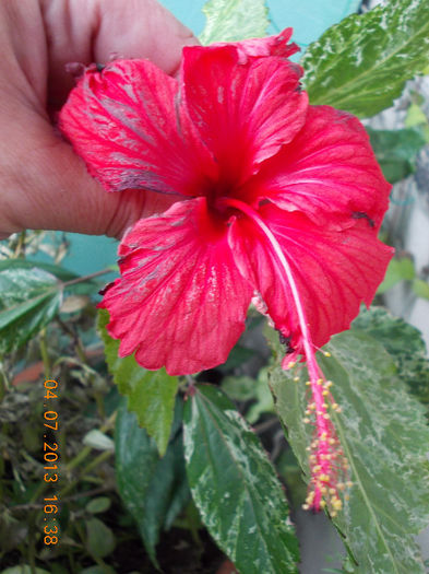8 iulie 2013-flori 034 - hibiscus -1
