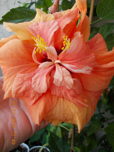 hibi port batut - hibiscus -1