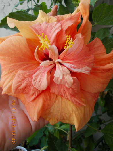 8 iulie 2013-flori 080 - hibiscus -1