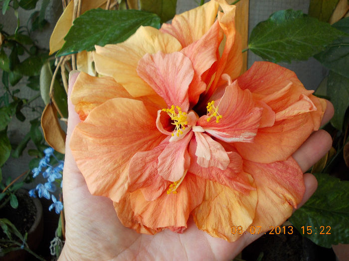 8 iulie 2013-flori 100 - hibiscus -1