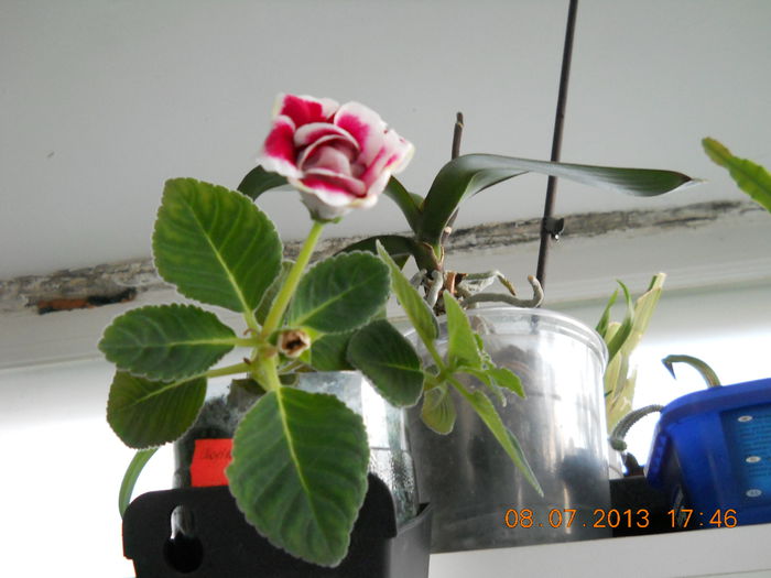 024 - IULIE 2013