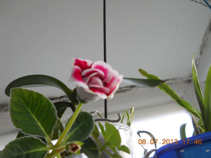 025 - IULIE 2013