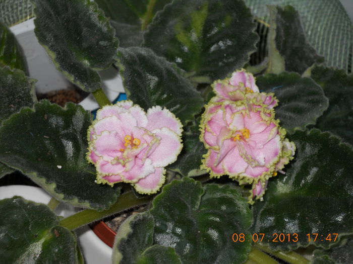 034 - IULIE 2013