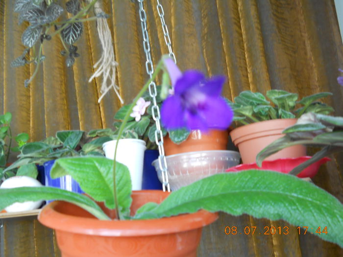 014 - STREPTOCARPUS 2013