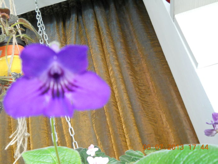 017 - STREPTOCARPUS 2013