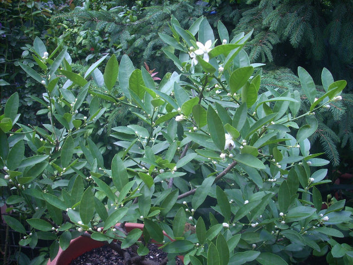 DSCN3071[1]; sunt un lamai pitic lemon ma numesc dar sunt ff harnic...
