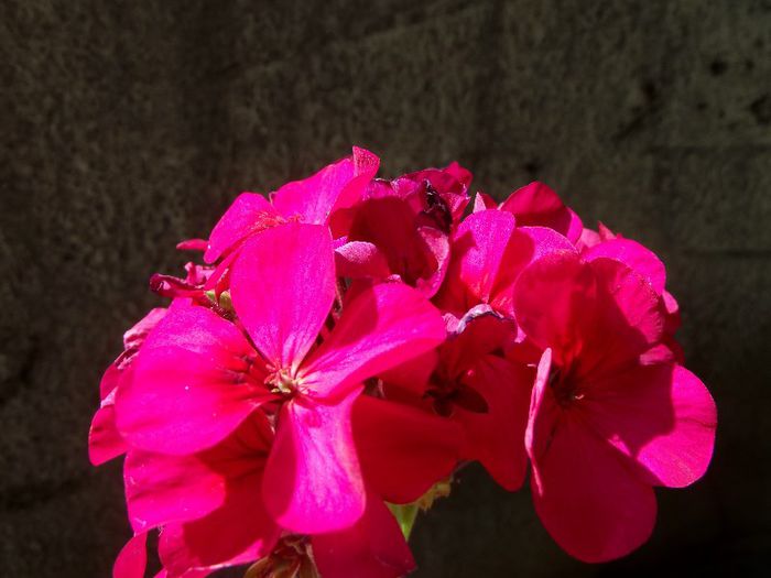 violet 2