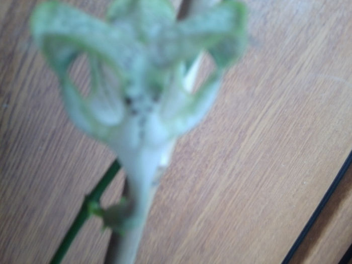 Fotografie3971 - cactusi si suculente