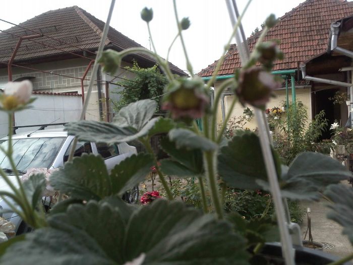 capsuni suspendati - Gradina mea