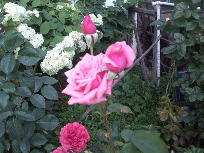 IMG117 - Gradina mea