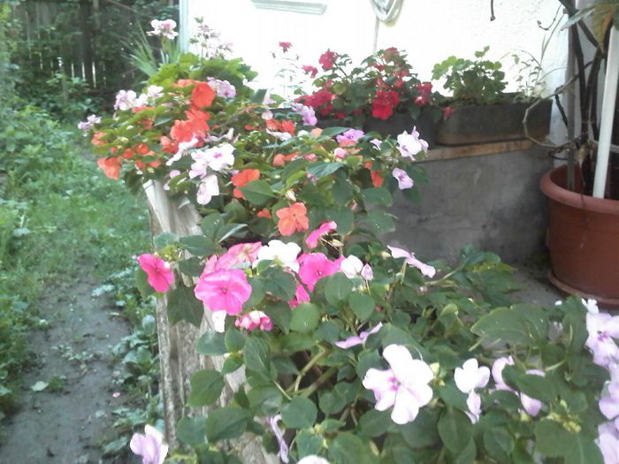 IMG139 - Gradina mea