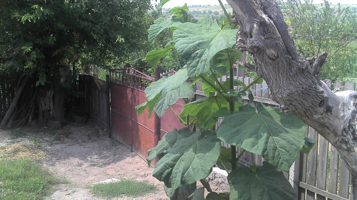 2013-07-07 - Paulownia Anul-1