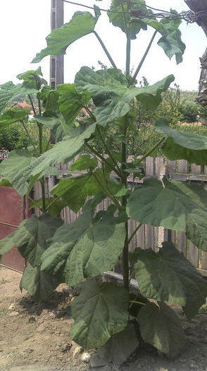 2013-07-07 - Paulownia Anul-1