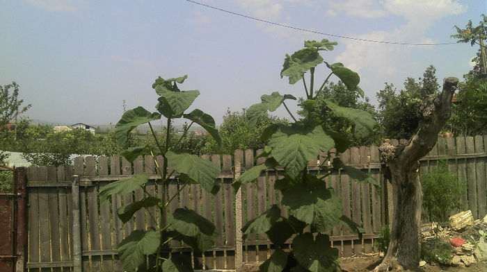 2013-07-07 - Paulownia Anul-1