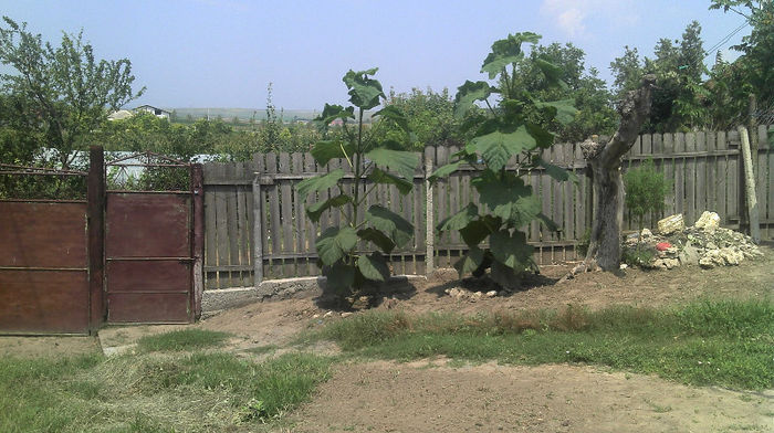 2013-07-07; Paulownia Tomentosa 7 iulie
