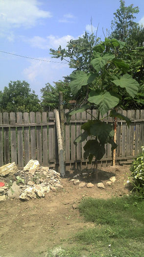 2013-07-07 12.30.47; Paulownia
