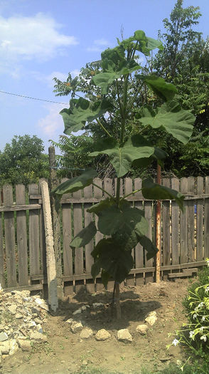 2013-07-07 12.30.54; Paulownia
