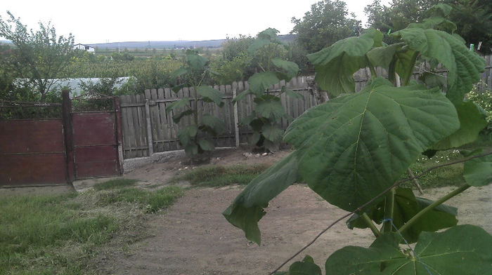 2013-07-07 13.24.10 - Paulownia Anul-1