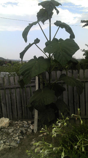 2013-07-07 13.25.25 - Paulownia Anul-1