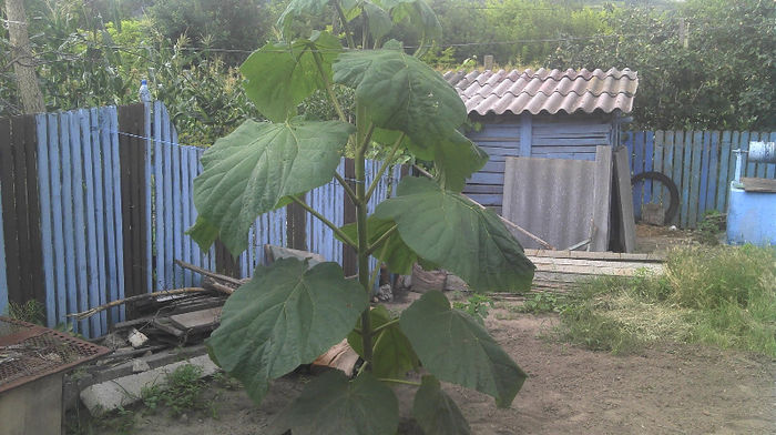 2013-07-07 13.26.10; Paulownia
