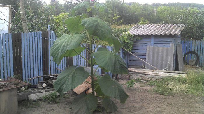 2013-07-07 13.26.22 - Paulownia Anul-1