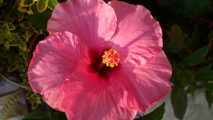 Picture 4897 - x 2013 Hibiscus rosa sinesis