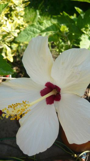 Picture 4933 - x 2013 Hibiscus rosa sinesis