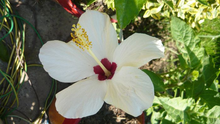 Picture 4934 - x 2013 Hibiscus rosa sinesis
