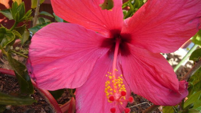 Picture 4941 - x 2013 Hibiscus rosa sinesis