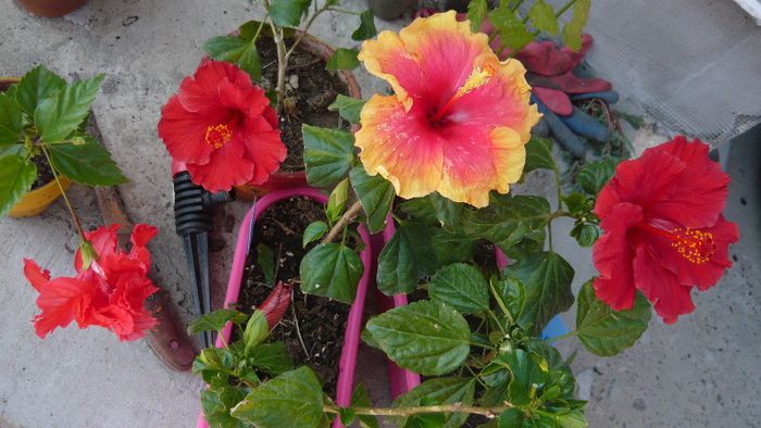 Picture 4942 - x 2013 Hibiscus rosa sinesis