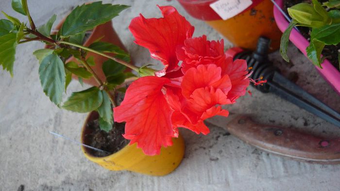 Picture 4944 - x 2013 Hibiscus rosa sinesis