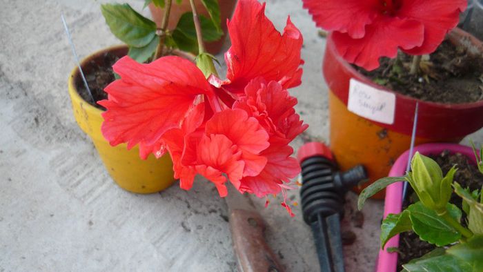 Picture 4945 - x 2013 Hibiscus rosa sinesis