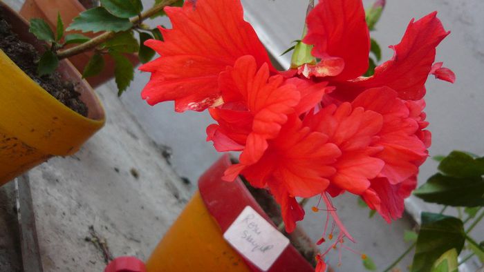Picture 4946 - x 2013 Hibiscus rosa sinesis