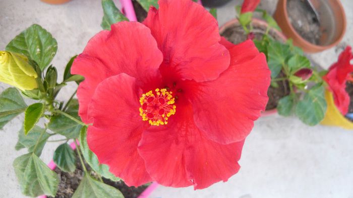 Picture 4947 - x 2013 Hibiscus rosa sinesis