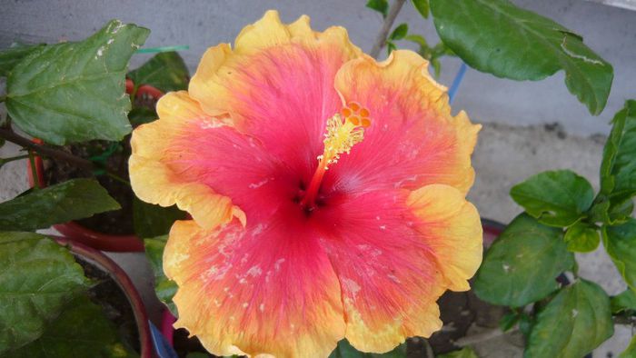 Picture 4949 - x 2013 Hibiscus rosa sinesis