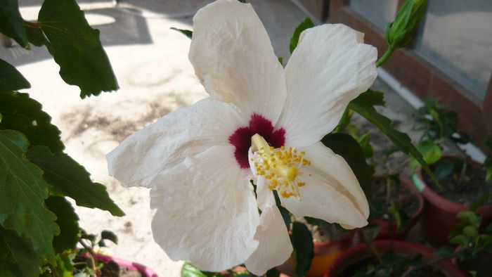 Picture 4951 - x 2013 Hibiscus rosa sinesis