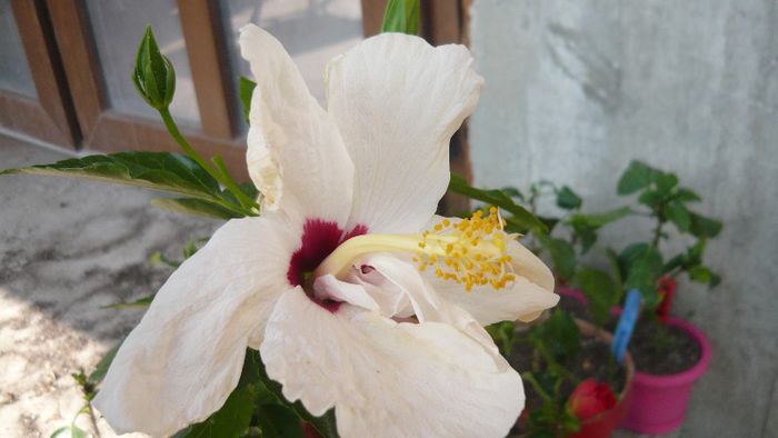 Picture 4952 - x 2013 Hibiscus rosa sinesis