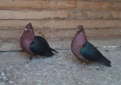 331