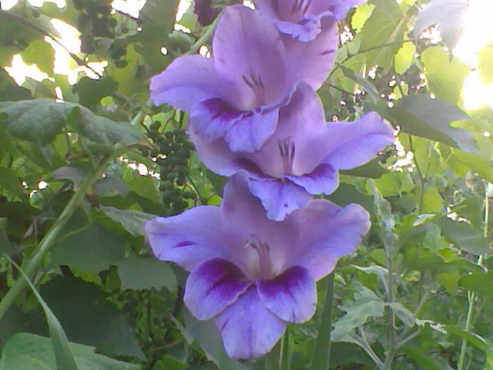 Imag1043 - Gladiole 2013