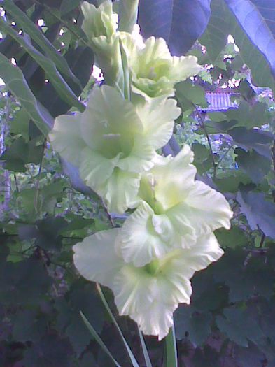 Imag1044 - Gladiole 2013