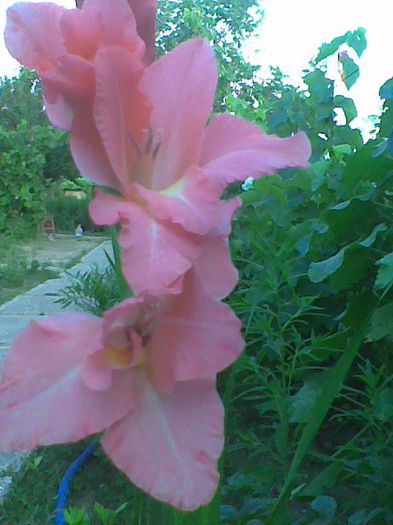 Imag1045 - Gladiole 2013