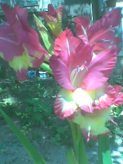 Imag1047 - Gladiole 2013