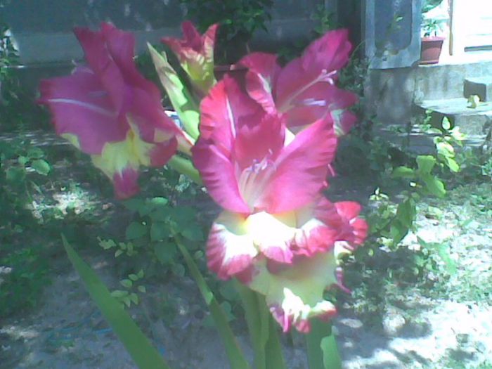 Imag1048 - Gladiole 2013