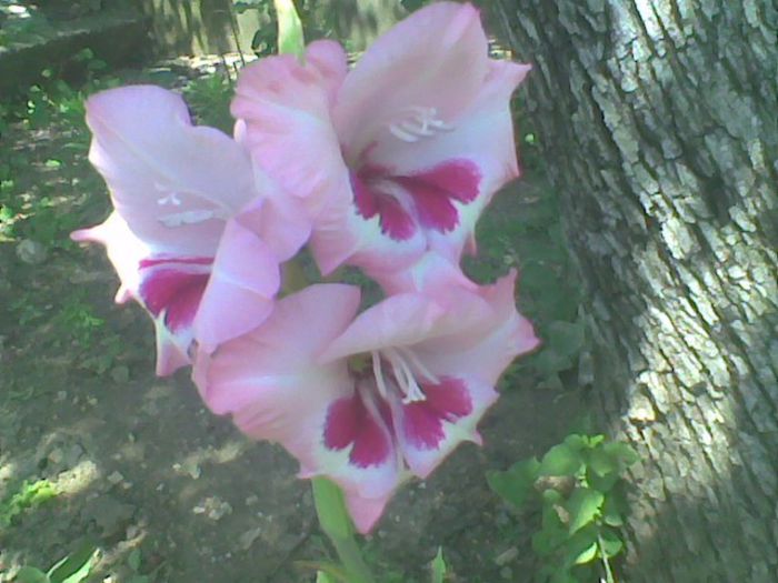 Imag1049 - Gladiole 2013