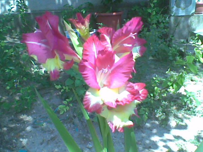 Imag1051 - Gladiole 2013