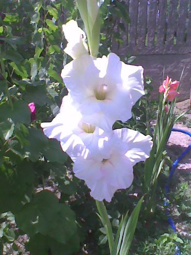 Imag1052 - Gladiole 2013