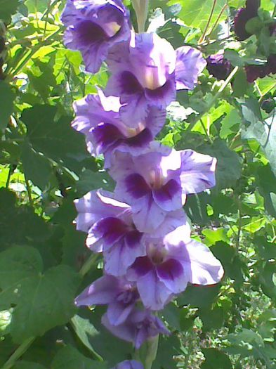 Imag1053 - Gladiole 2013