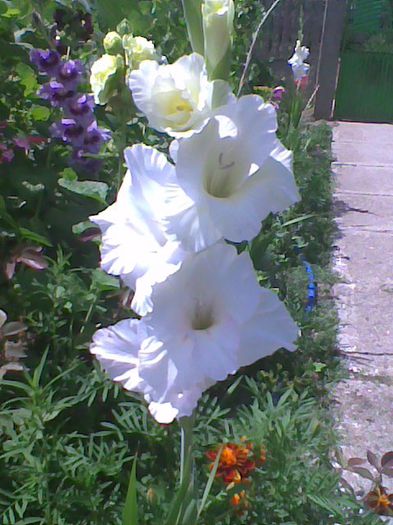 Imag1054 - Gladiole 2013