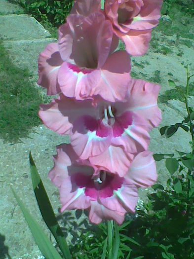 Imag1055 - Gladiole 2013